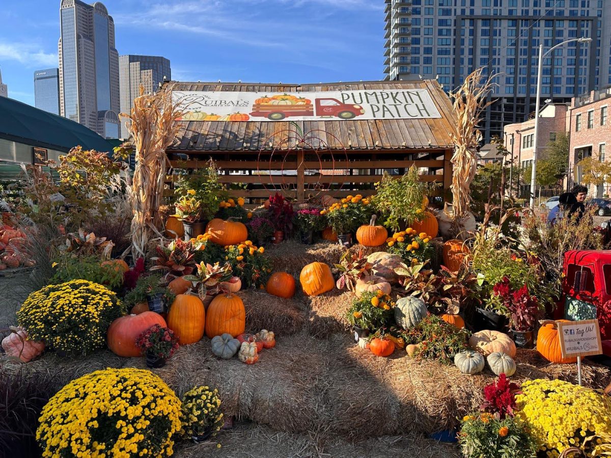 This pumpkin patch is located at Ruibal's Plants of Texas in downtown Dallas.