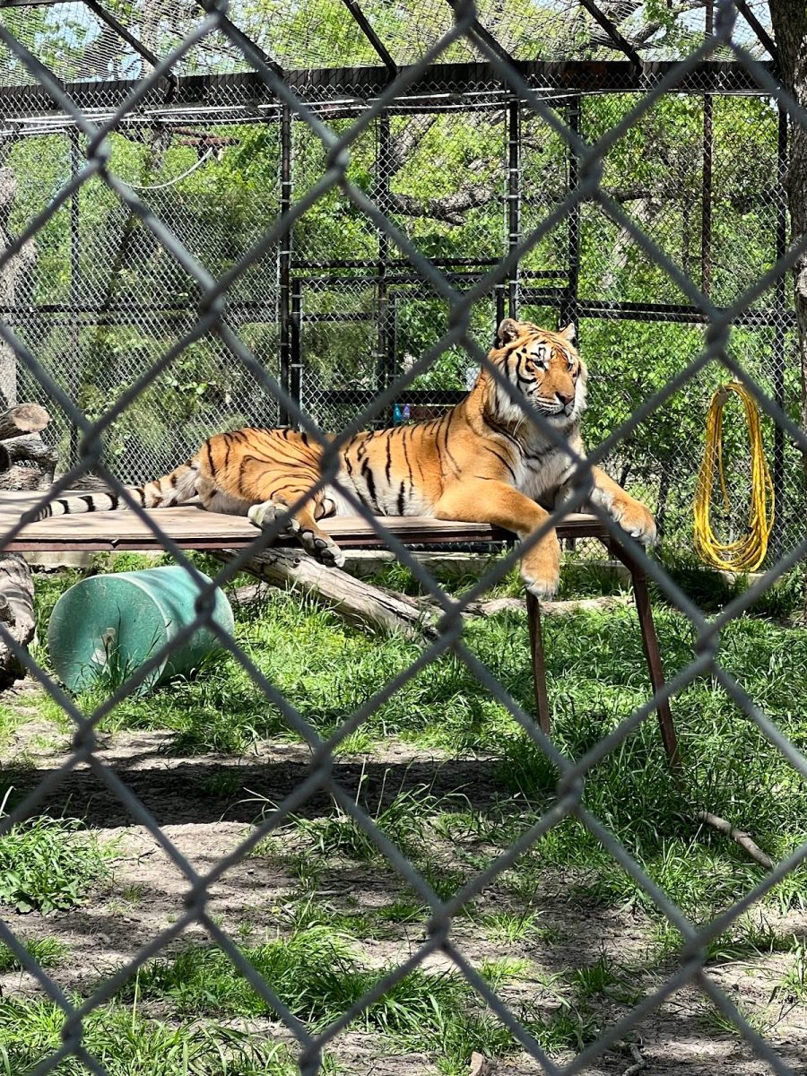 A tiger at the In-Sync Exotics Wildlife Rescue & Educational Center.